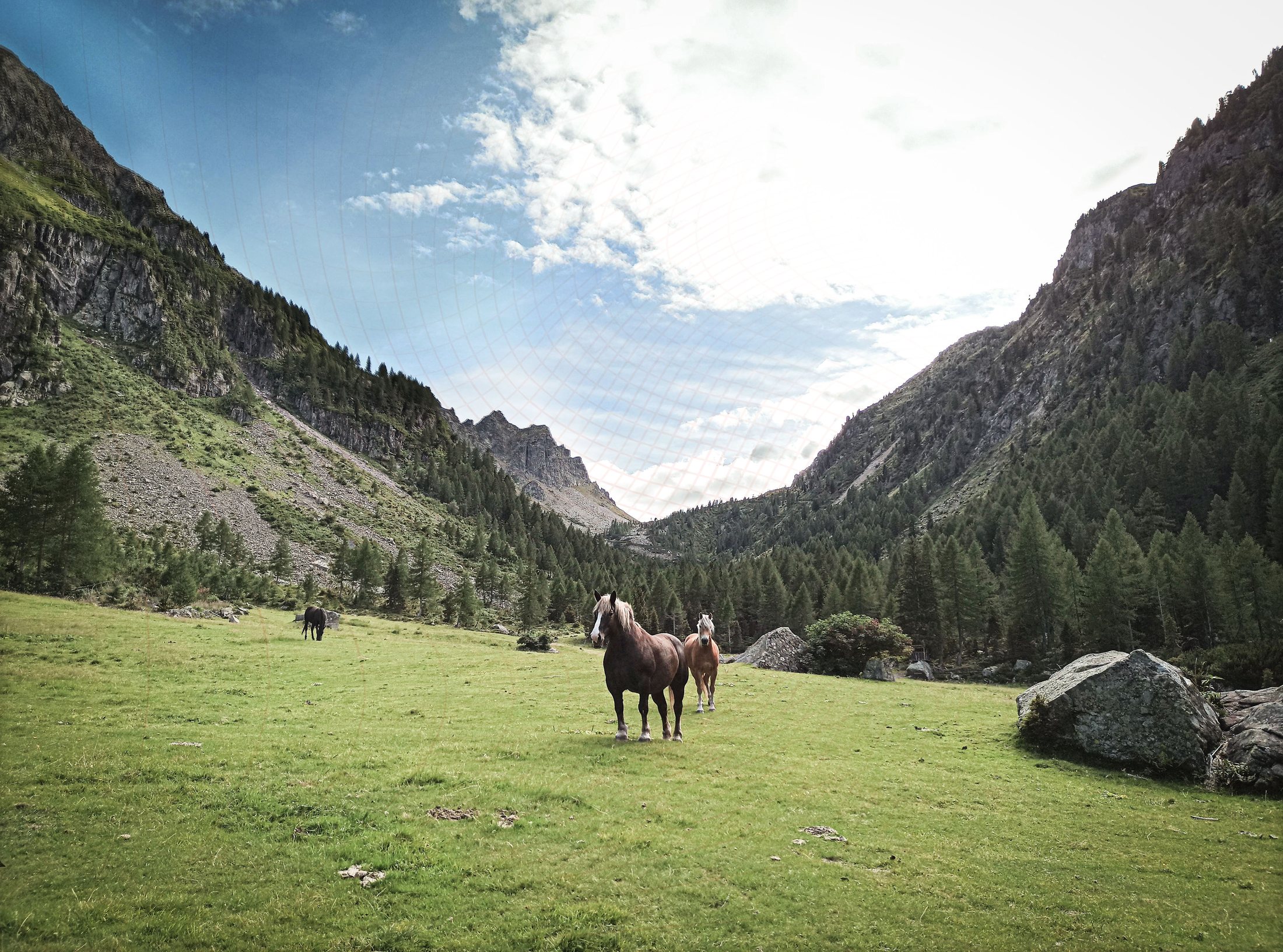 Horses in the alpine meadow of Val Sadole