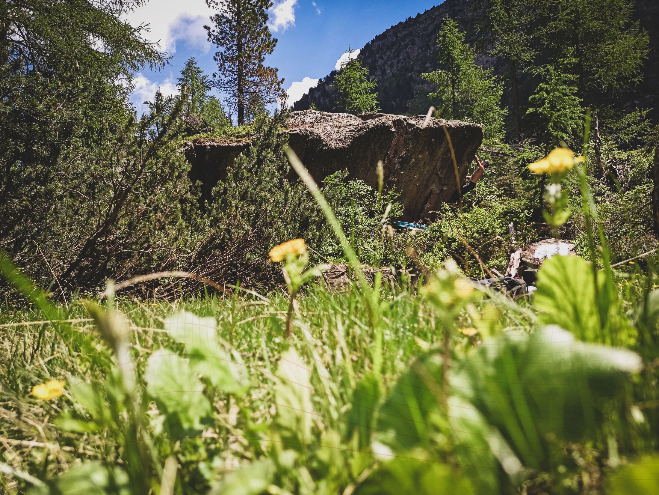 Boulder hidden among grass and alpine flowers in Val di Sadole